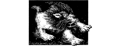 [illustration]