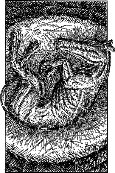 illustration